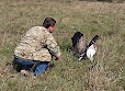 The release of juvenile Short-toed Eagle Java after rehabilitation by Viktor Shelvinskyi on September 28, 2019