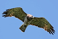 A typically coloured adult Short-toed Eagle female, photo by András Kovács