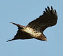 Photos of Short-toed Eagle by Liudmila Pozhidaeva on the Birds of Siberia website