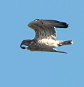 Short-toed Eagle with prey at his traditional breeding site