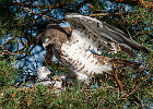 The artificial platform for Short-toed Eagle nesting