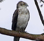 Immature Short-toed Eagle in UK in 2014, by Roger Starbuck