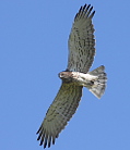 Circaetus gallicus by Oksana Raldugina on uabirds.org