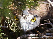 55 days old Short-toed Eagle chick with a Common Whip Snake (Zamenis viridiflavus) in the nest. Photo by Francesco Petretti