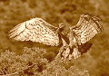Short-toed Eagle female arriving to the nest. Photo by Jean-Pierre Malafosse