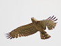 Short-toed Eagle. Kiev Region. August 2008