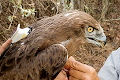 Short-toed Eagle tracking on the MEDRAPTORS website