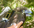 Short-toed Eagle tracking on the MEDRAPTORS website