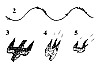 Viktor Belik - Demonstrative and hunting behavior of Short-toed Eagle. Figure 1