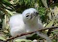 The first Short-toed Eagle chick in 2010. Video by Vincenzo Rizzo Pinna