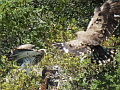 Short-toed Eagles in Maremma Regional Park