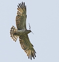 Short-toed Eagle with a branch