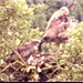 Circaetus gallicus. Video (0.2 MB). www.fnyh.org