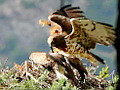 Short-toed Eagle nest in Upper Valais (Switzerland). Video by Lionel Maumary